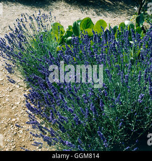 Lavandula angustifolia - `Hidcote' AGM   TRS067180 Stock Photo